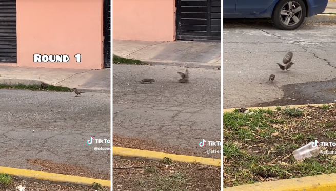 Paloma y rata protagonizan intensa batalla y asombran a miles: “Rattata vs Pidgeotto”